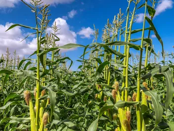 Kukurydza zwyczajna - zdjęcie 5