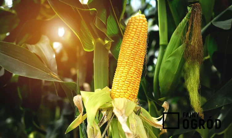 Kukurydza zwyczajna