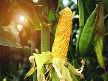 Ilustracja rośliny kukurydza zwyczajna