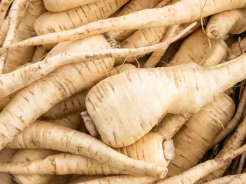 Pasternak zwyczajny - zdjęcie 2