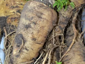 Pasternak zwyczajny - zdjęcie 3