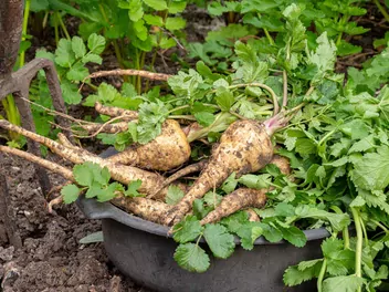 Pasternak zwyczajny - zdjęcie 4