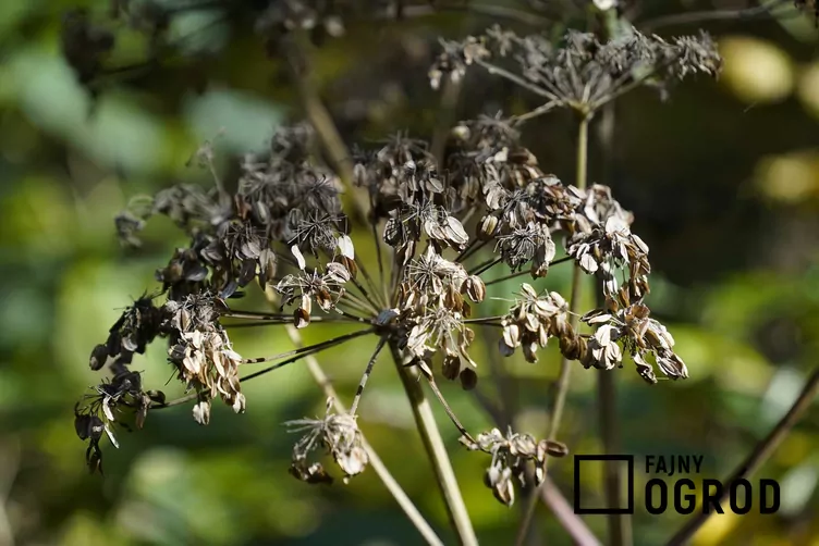 Pasternak zwyczajny - zdjęcie 5