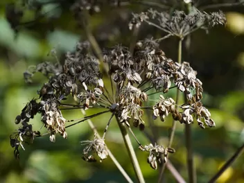 Pasternak zwyczajny - zdjęcie 5