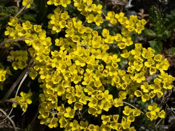 Głodek kaukaski - zdjęcie 2