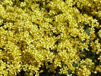 Głodek kaukaski - zdjęcie 3