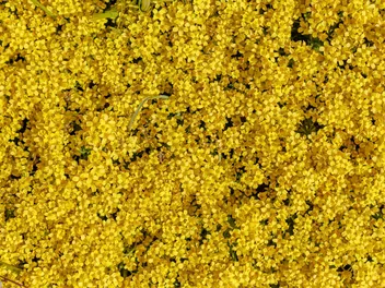 Głodek kaukaski - zdjęcie 4