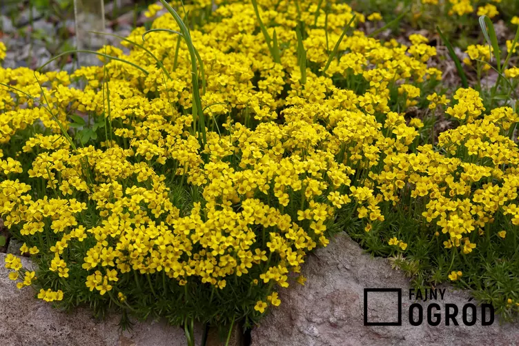 Głodek kaukaski - zdjęcie 5