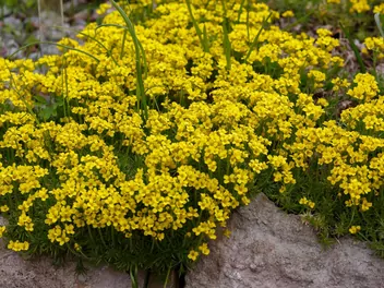 Głodek kaukaski - zdjęcie 5