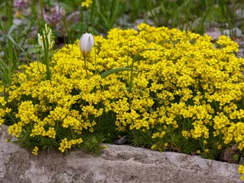 Ilustracja rośliny głodek kaukaski