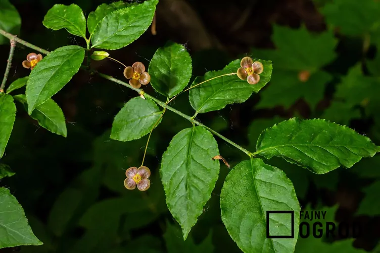 Trzmielina brodawkowata