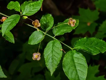 Trzmielina brodawkowata - zdjęcie 2