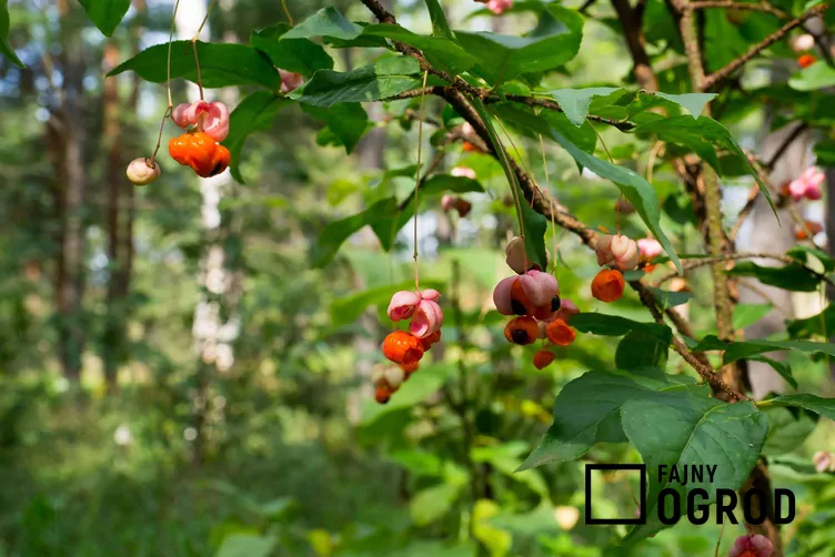 Trzmielina brodawkowata