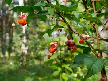 Trzmielina brodawkowata - zdjęcie 3