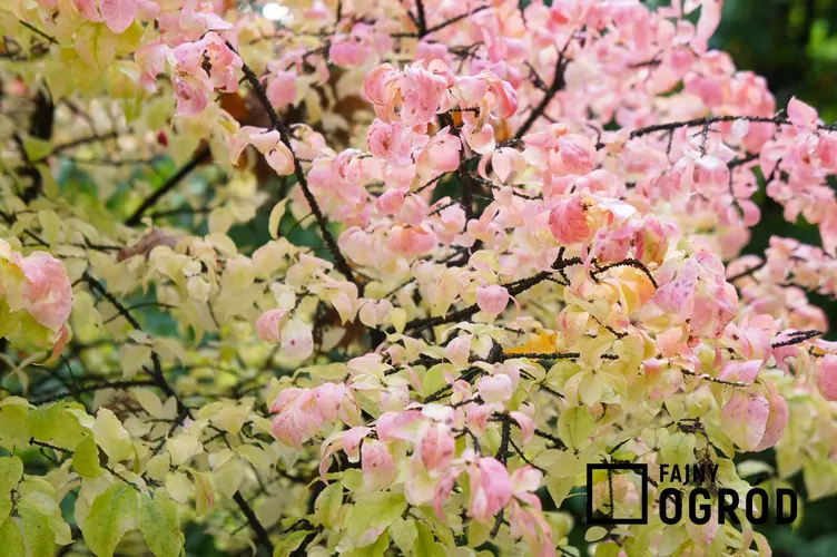 Trzmielina brodawkowata