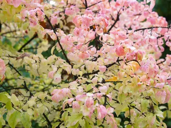 Trzmielina brodawkowata - zdjęcie 4