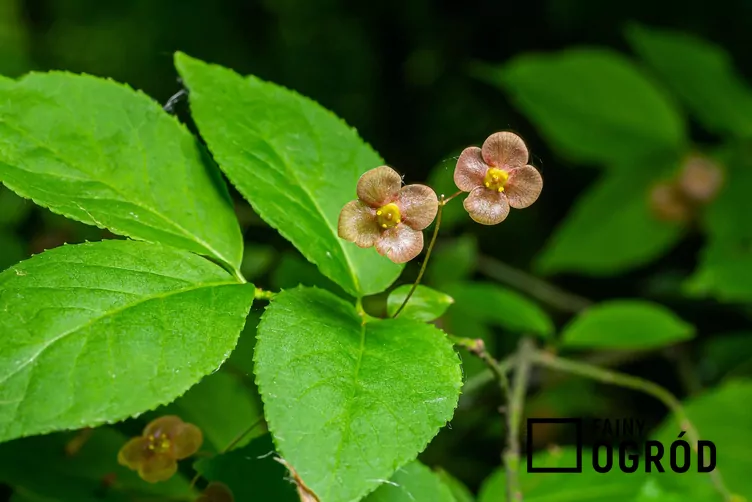 Trzmielina brodawkowata - zdjęcie 5