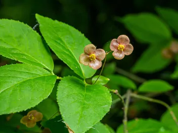 Trzmielina brodawkowata - zdjęcie 5
