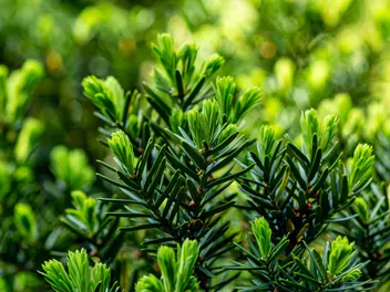 Cis japoński - zdjęcie 2