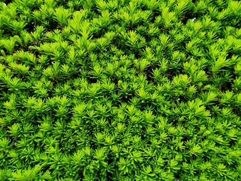 Cis japoński - zdjęcie 3