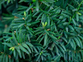 Cis japoński - zdjęcie 4