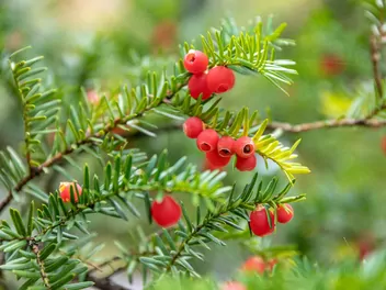 Ilustracja rośliny cis japoński