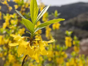 Forsycja zwisła - zdjęcie 2