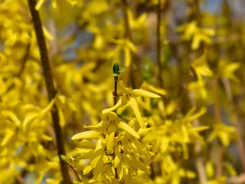 Forsycja zwisła - zdjęcie 3