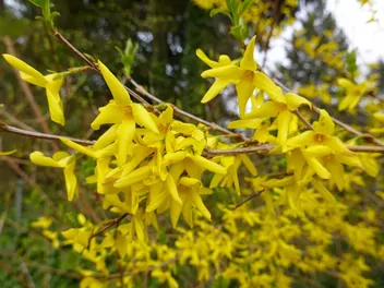 Forsycja zwisła - zdjęcie 4