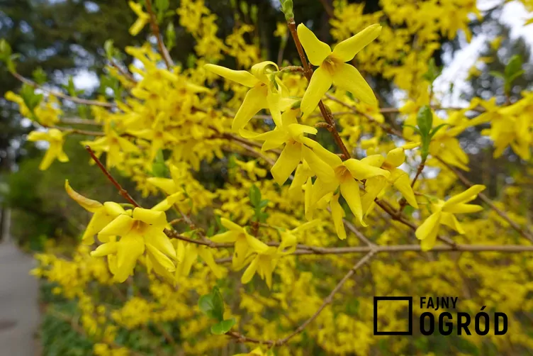 Forsycja zwisła - zdjęcie 5