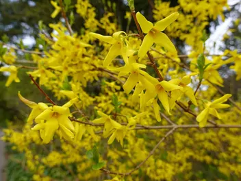 Forsycja zwisła - zdjęcie 5