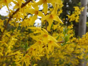 Ilustracja rośliny forsycja zwisła