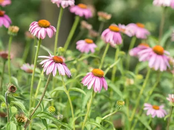 Jeżówka wąskolistna - zdjęcie 2