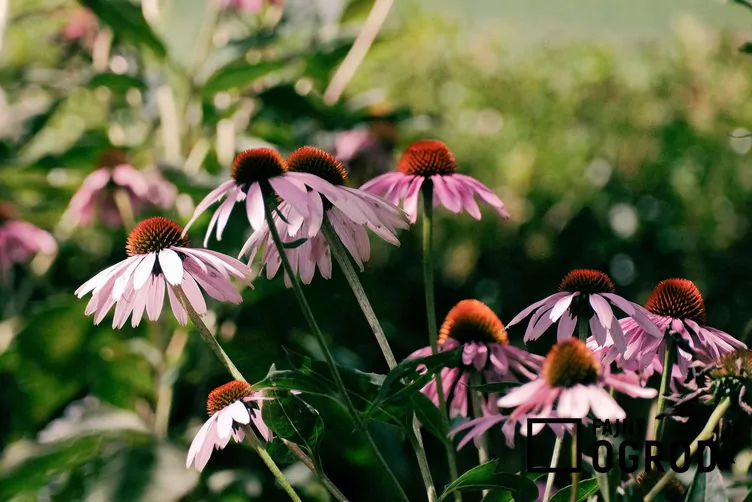 Jeżówka wąskolistna