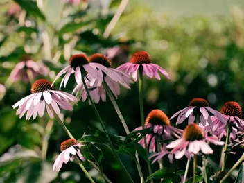 Jeżówka wąskolistna - zdjęcie 3