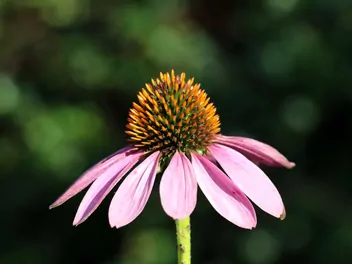 Jeżówka wąskolistna - zdjęcie 4