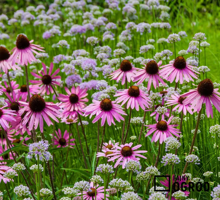 Jeżówka wąskolistna - zdjęcie 5
