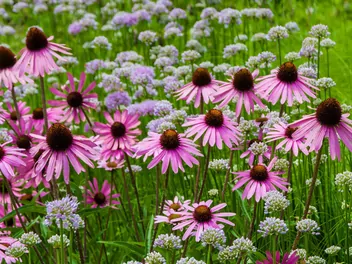 Jeżówka wąskolistna - zdjęcie 5