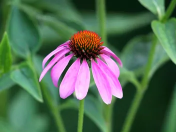 Zdjęcie ilustrujące jeżówka wąskolistna