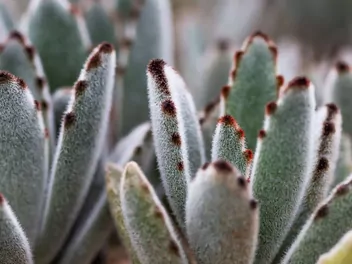 Kalanchoe omszone - zdjęcie 2