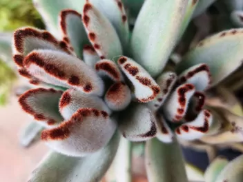 Kalanchoe omszone - zdjęcie 3