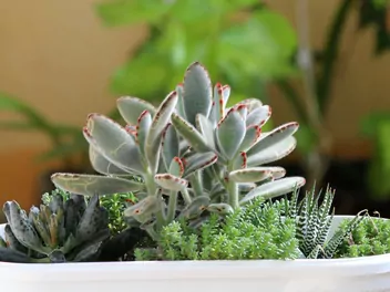 Kalanchoe omszone - zdjęcie 4