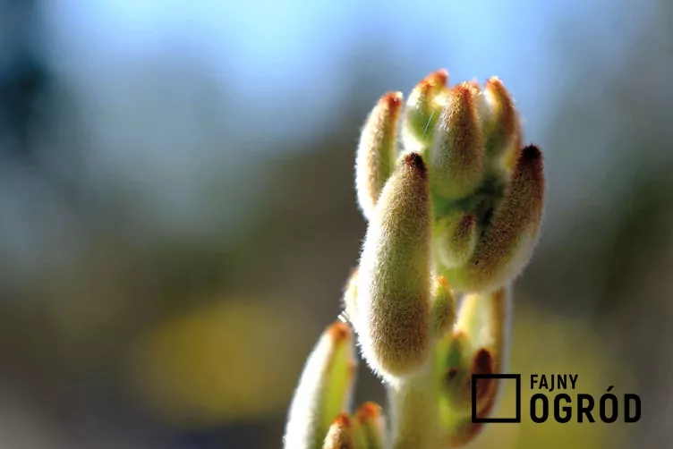 Kalanchoe omszone - zdjęcie 5