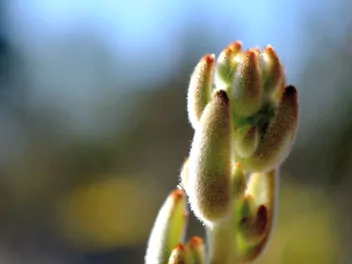 Kalanchoe omszone - zdjęcie 5