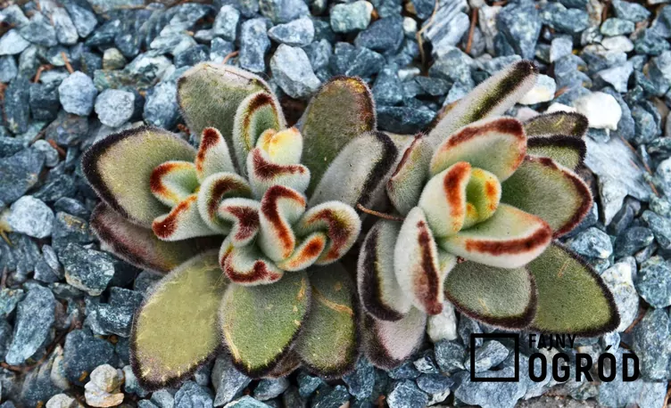Kalanchoe omszone