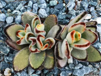 Zdjęcie ilustrujące kalanchoe omszone