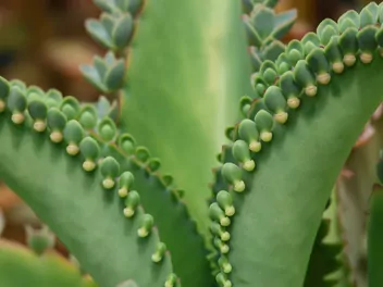 Kalanchoe Daigremonta - zdjęcie 2