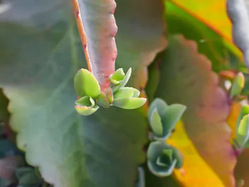 Kalanchoe Daigremonta - zdjęcie 3