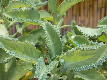 Kalanchoe Daigremonta - zdjęcie 4