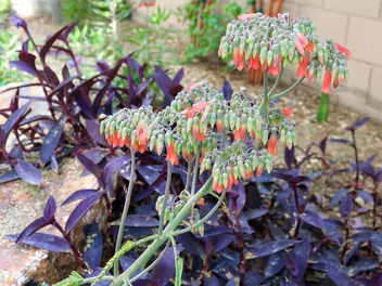 Kalanchoe Daigremonta - zdjęcie 5